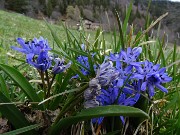 Spettacolo di fiori ai prati della Pigolotta di Valtorta - 8 aprile 2023  - FOTOGALLERY